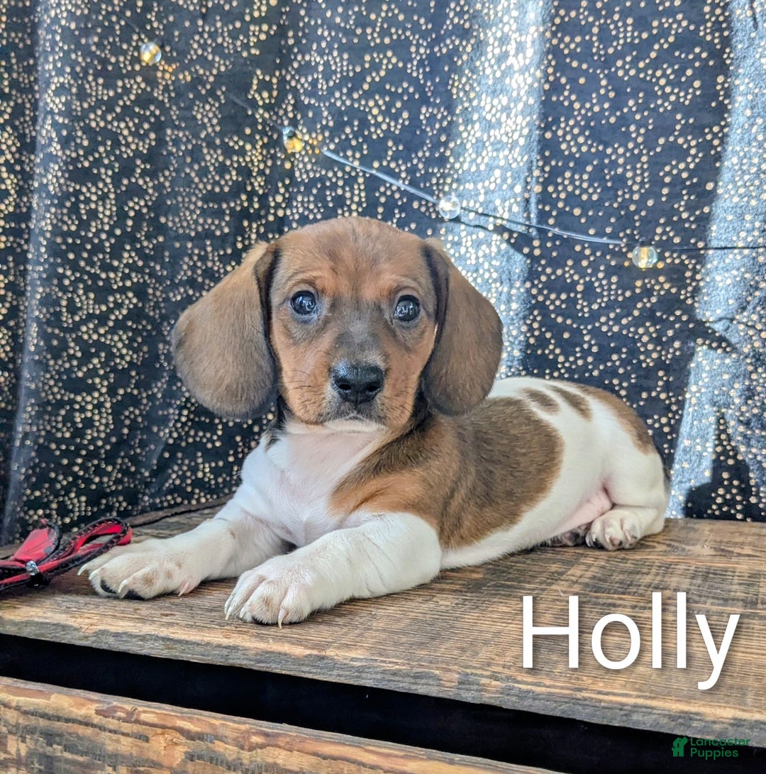 Dachshund dogs for sale: Holly - Ad 4