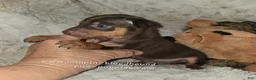 Miniature Pinscher dogs for sale: AKC Rider - Ad 6