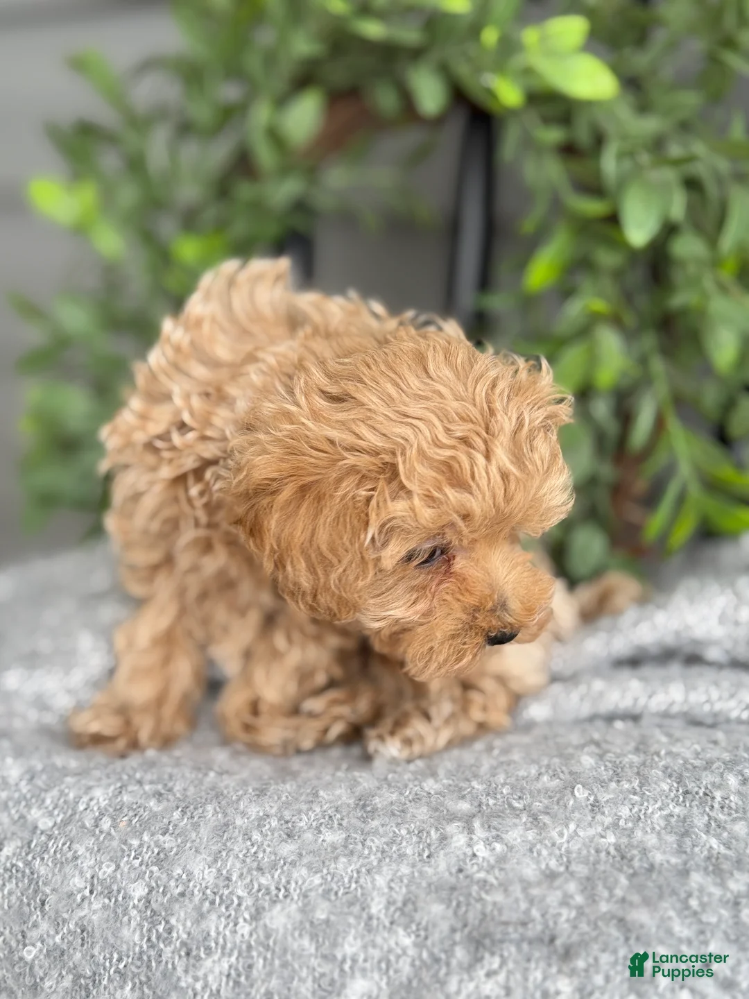 Maltipoo dogs for sale: Tillie - Ad 13