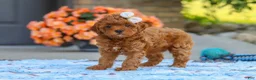 Cavapoo dogs for sale: Fiona - Ad 5