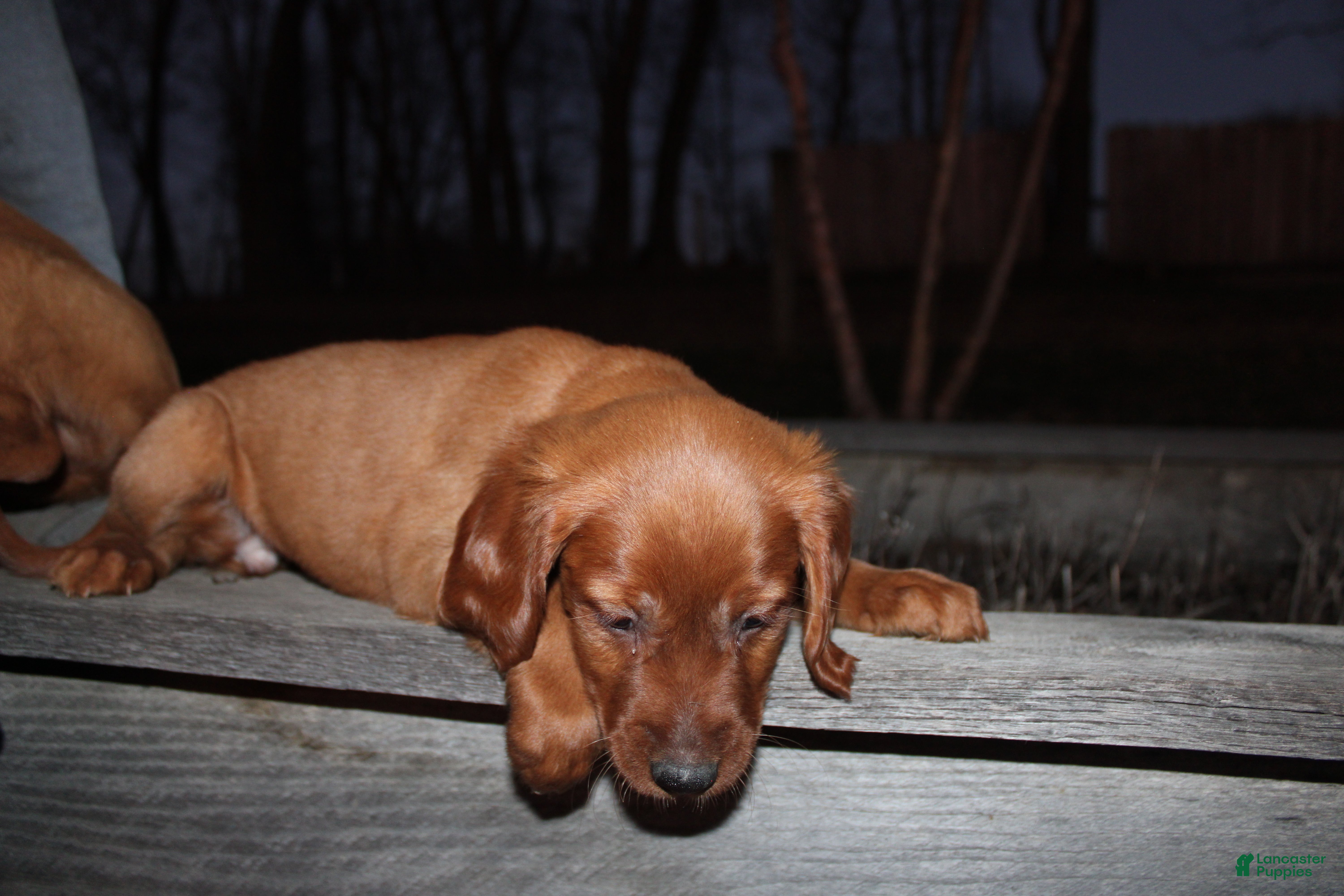 Mixed Breed dogs Mixed Breed Puppy 8 - Ad 2