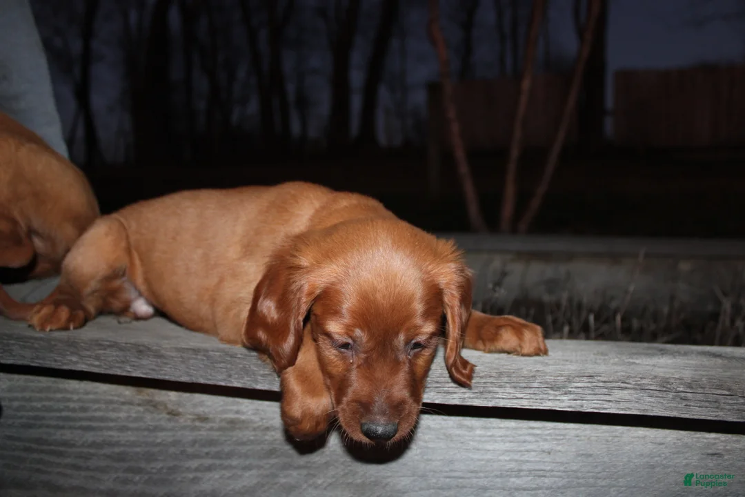 Mixed Breed dogs for sale: Mixed Breed Puppy 8 - Ad 2