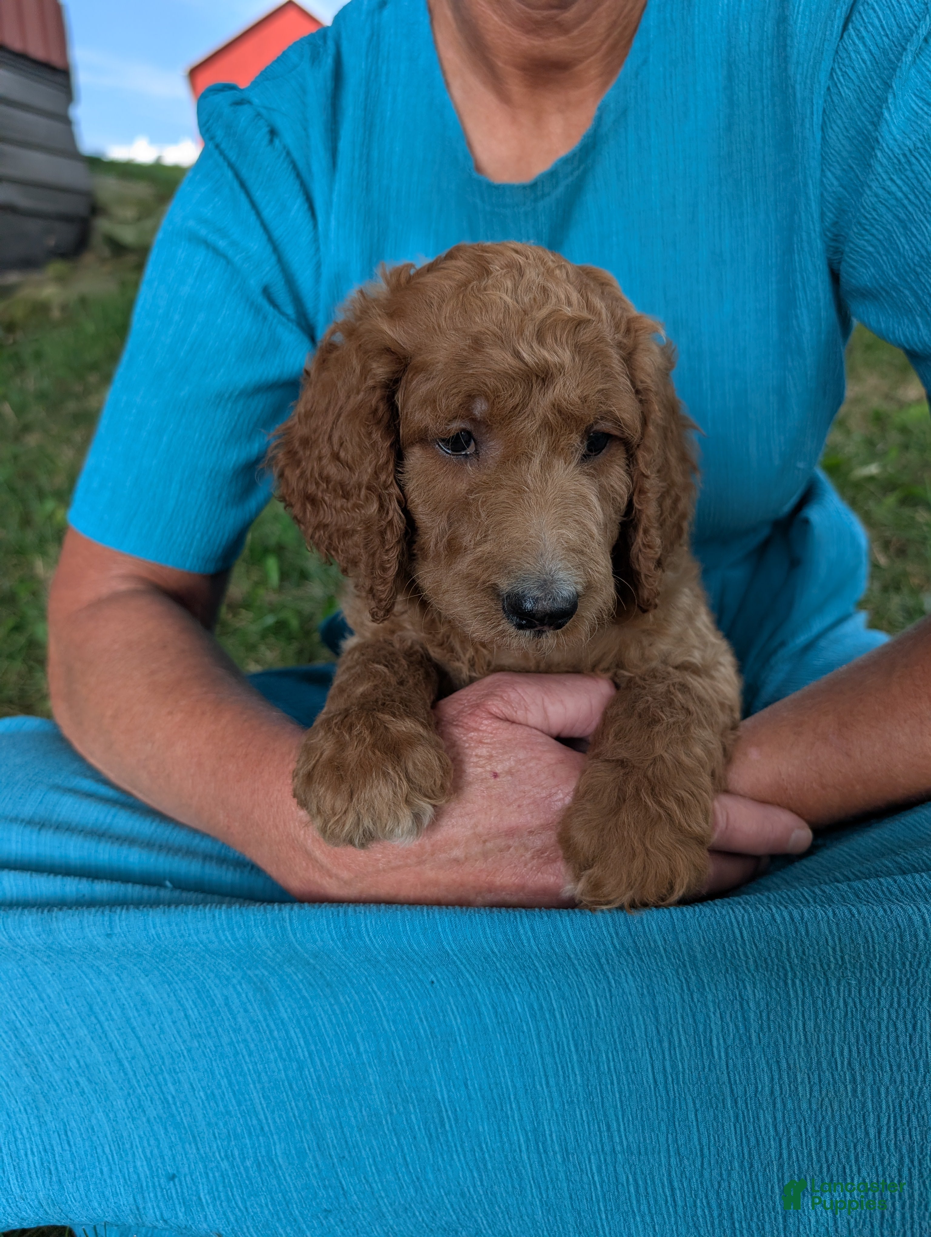Goldendoodle dogs Rusty  - Ad 1