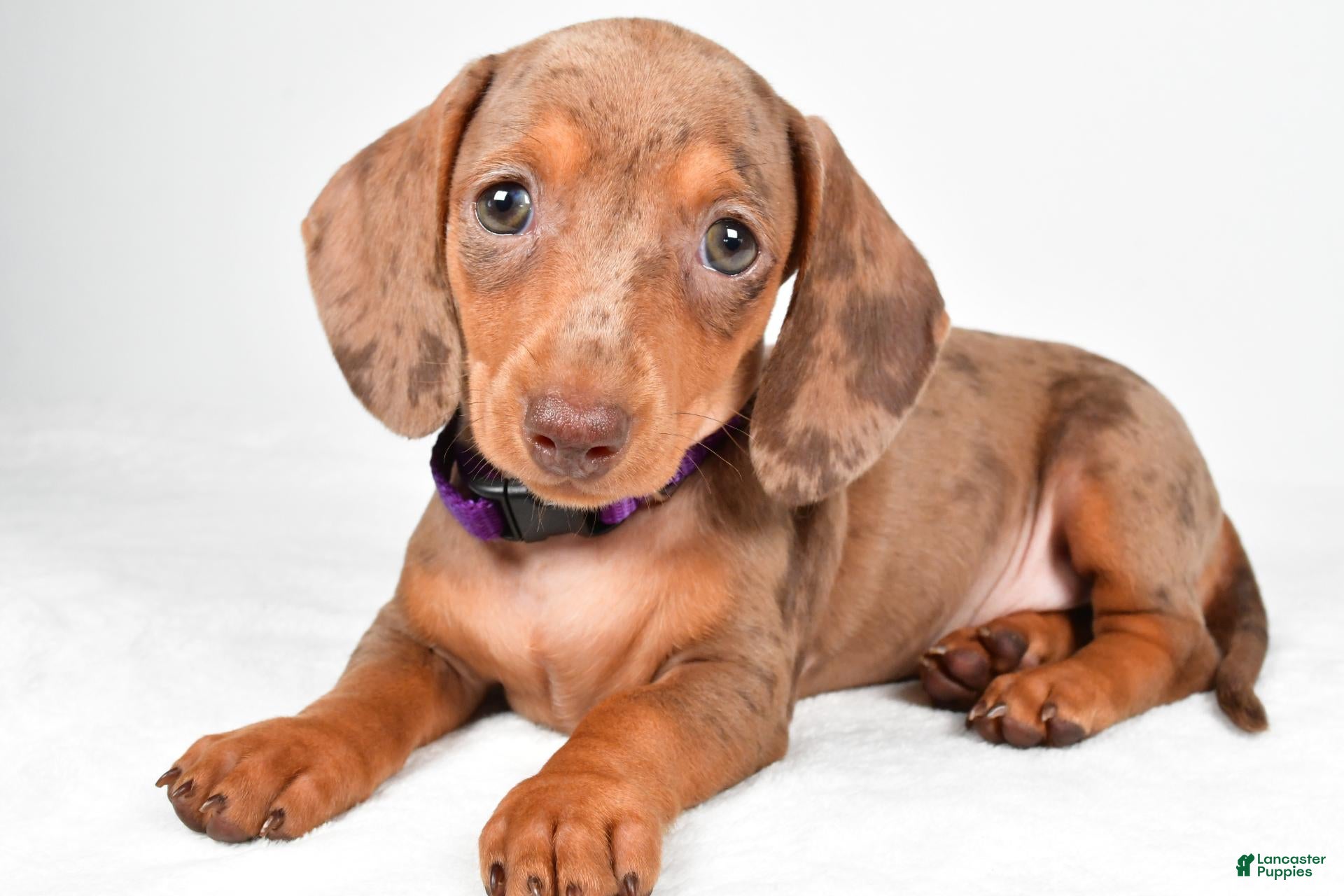 Miniature Dachshund dogs Abby - Ad 2