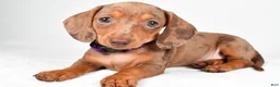 Miniature Dachshund dogs for sale: Abby - Ad 2