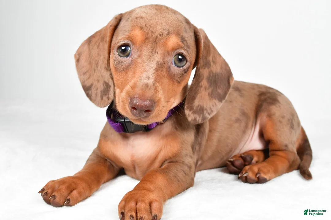 Miniature Dachshund dogs for sale: Abby - Ad 2