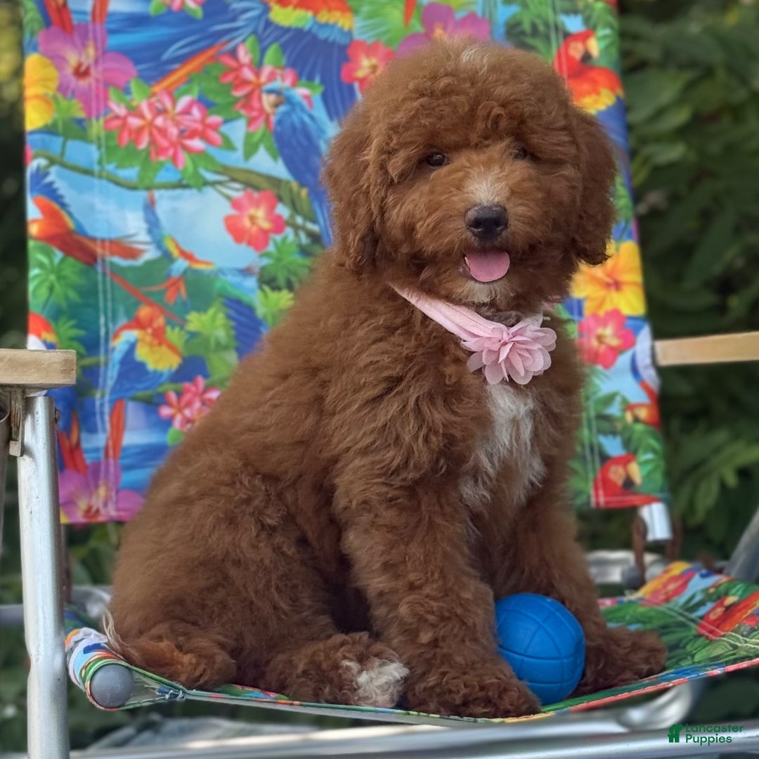 Goldendoodle dogs Goldendoodle 3 - Ad 29
