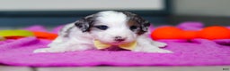 Mini Bernedoodle dogs for sale: Jesse - Ad 7