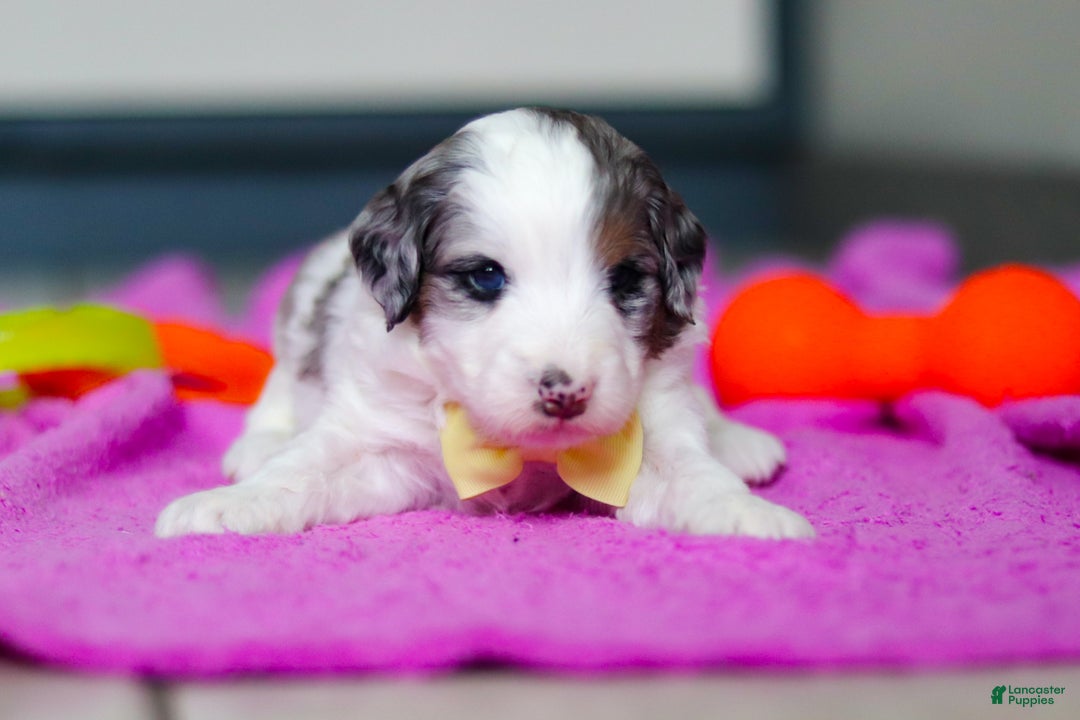 Mini Bernedoodle dogs for sale: Jesse - Ad 7