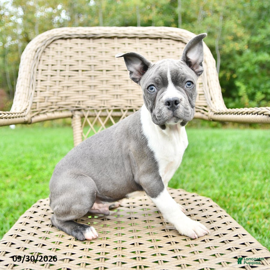 Boston Terrier dogs Buster - Ad 1