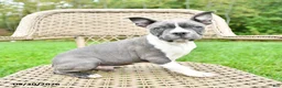 Boston Terrier dogs for sale: Buster - Ad 1