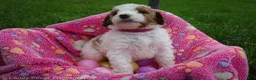 Goldendoodle dogs for sale: Miss Hot Pink - Ad 7