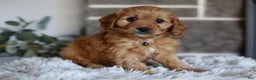 Cavapoo dogs for sale: Mochi - Ad 15