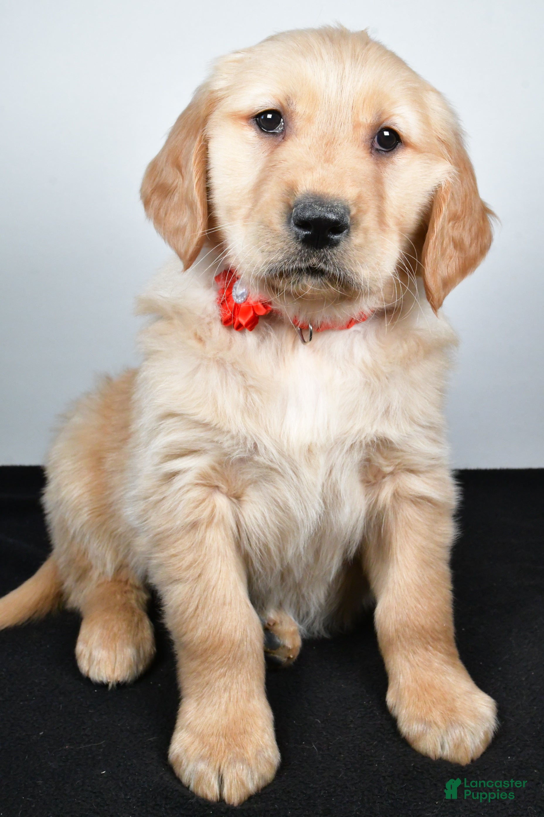 Golden Retriever dogs Jane - Ad 18