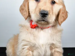 Golden Retriever dogs Jane - Ad 25