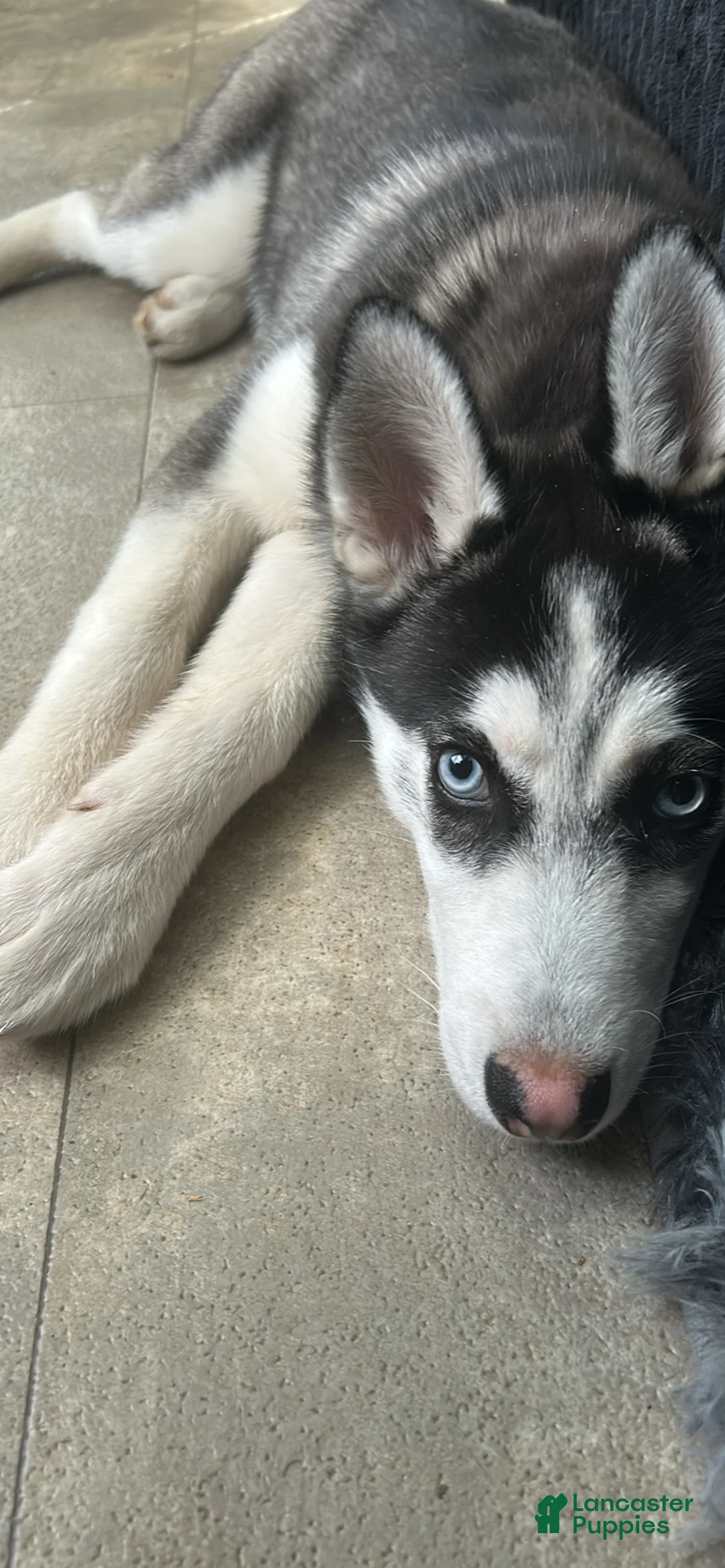 Siberian Husky dogs for sale: Siberian Husky Puppy 1 - Ad 1
