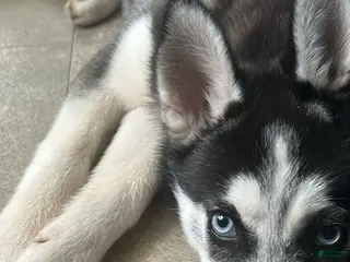 Siberian Husky dogs Siberian Husky Puppy 1 - Ad 36