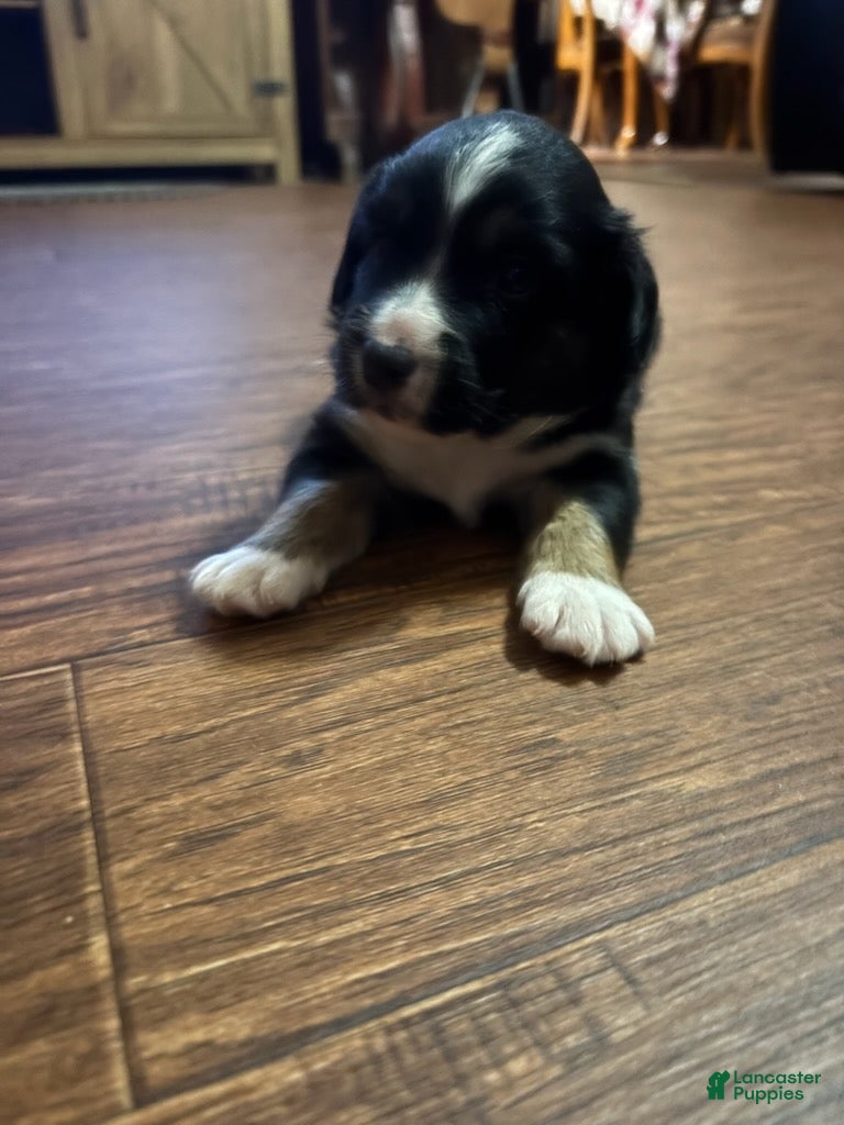 Mini Aussiedoodle dogs Girl 2 - Ad 2