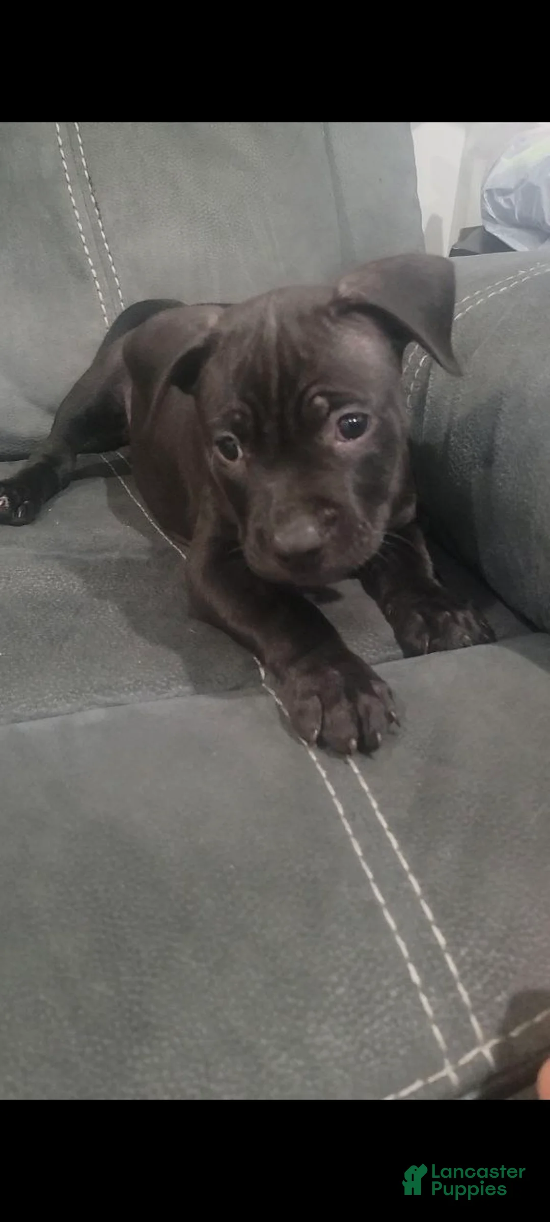 American Pit Bull Terrier dogs for sale: American Pit Bull Terrier Puppy 1 - Ad 2
