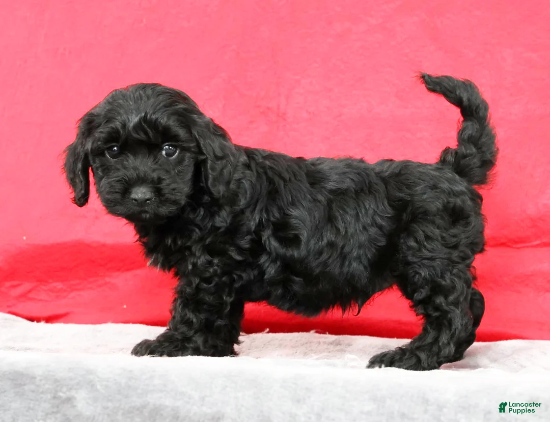 Cavapoo dogs for sale: Drake - Ad 1