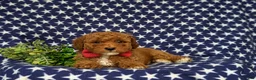 Miniature Poodle dogs for sale: Scooter - Ad 7