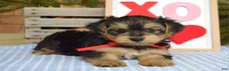 Yorkshire Terrier dogs for sale: Payton - Ad 3