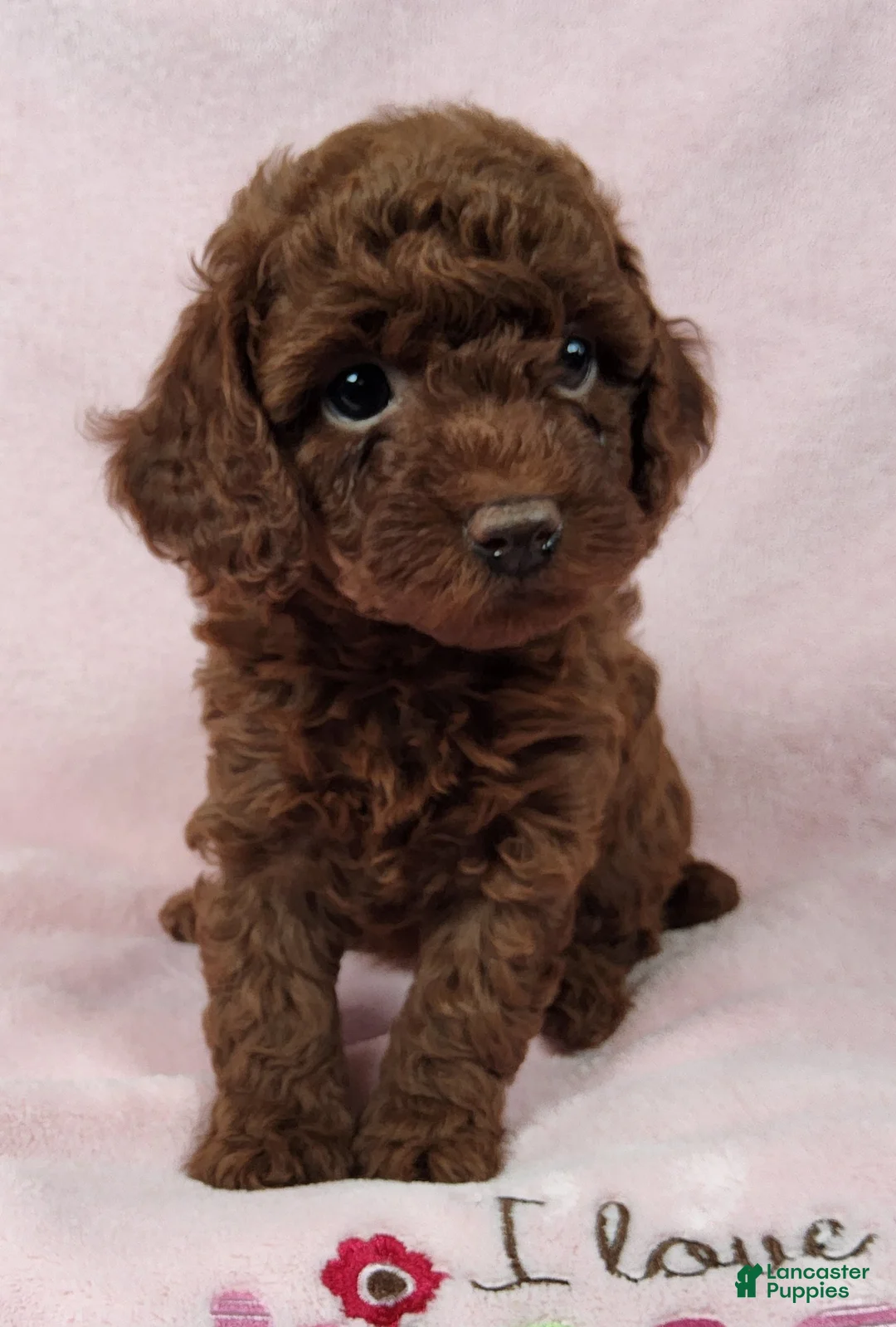 Toy Poodle dogs for sale:  Hershey Kiss - Ad 2