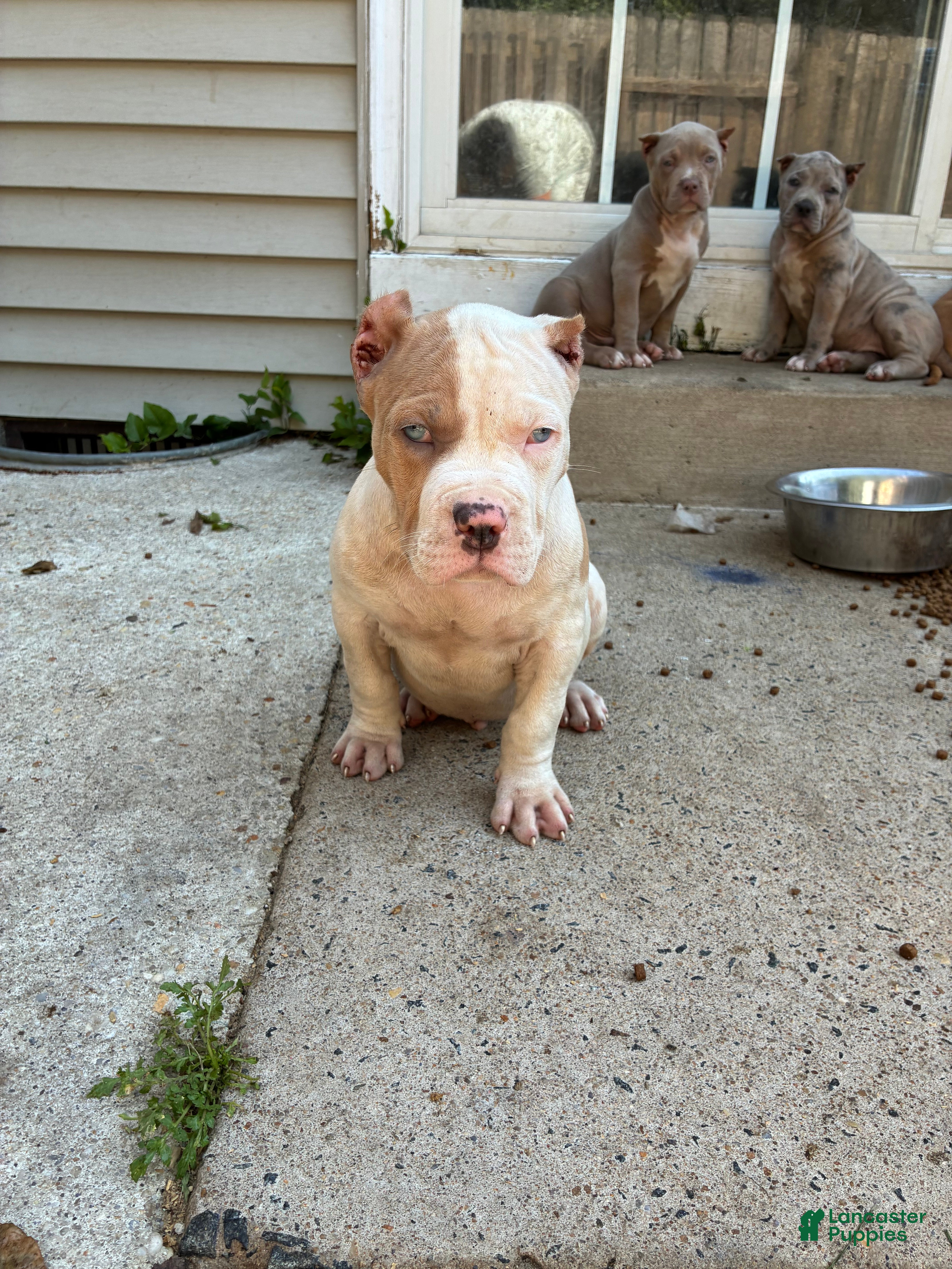 American Bully dogs American Bully Puppy 1 - Ad 37