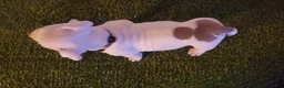 American Bully dogs for sale: American Bully 5 - Ad 2