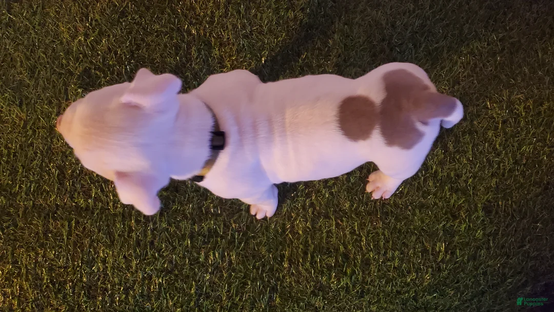 American Bully dogs for sale: American Bully 5 - Ad 2