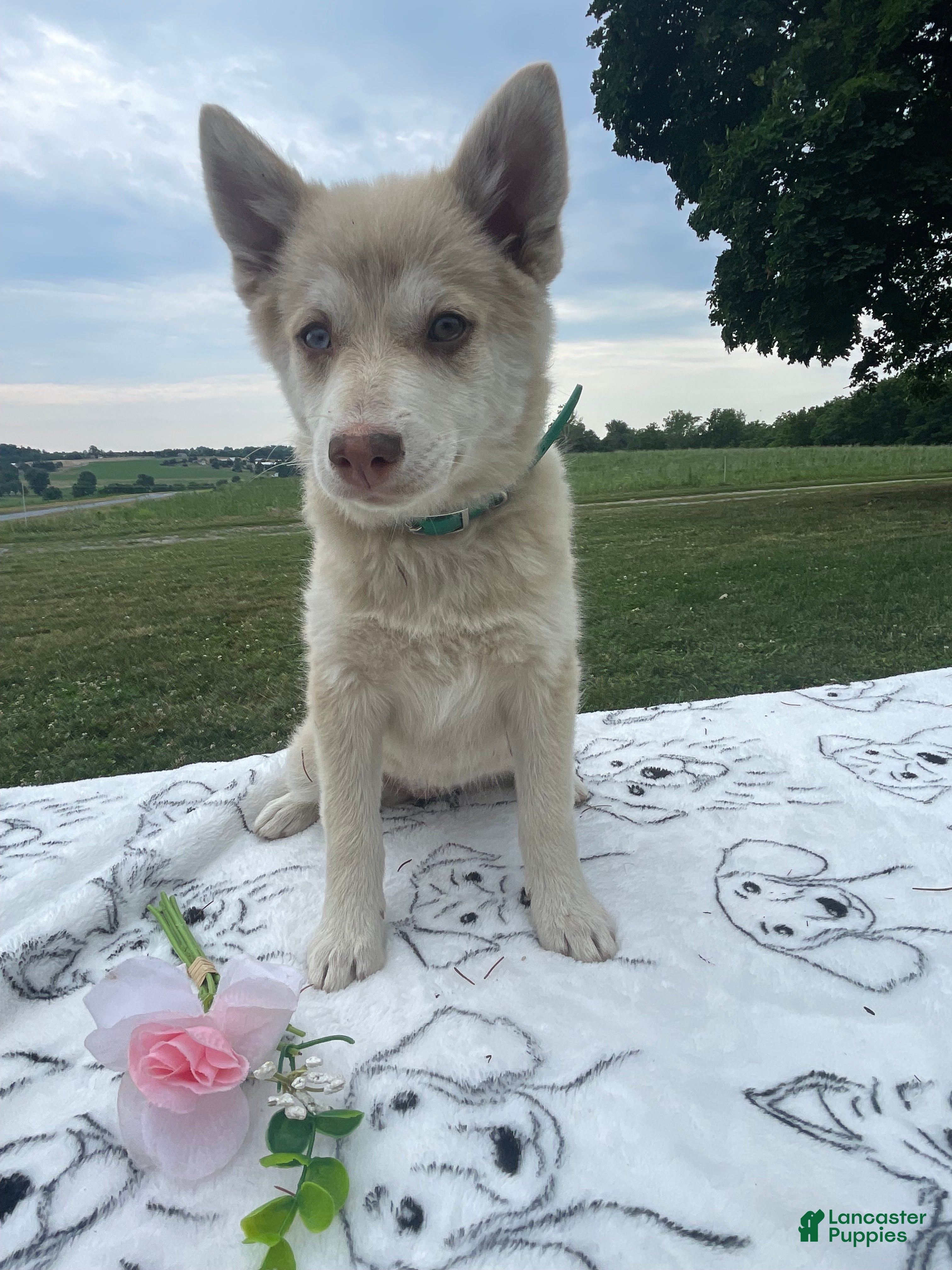 Pomsky dogs Hazel - Ad 29