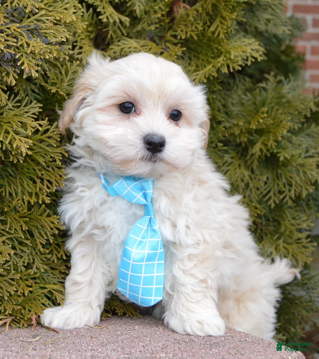 Maltipoo dogs for sale: Max - Ad 10