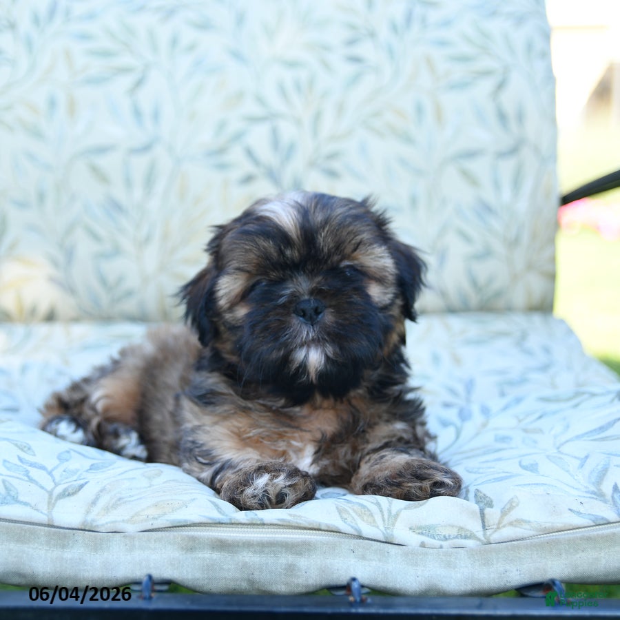 Shih Tzu dogs Smokey - Ad 2