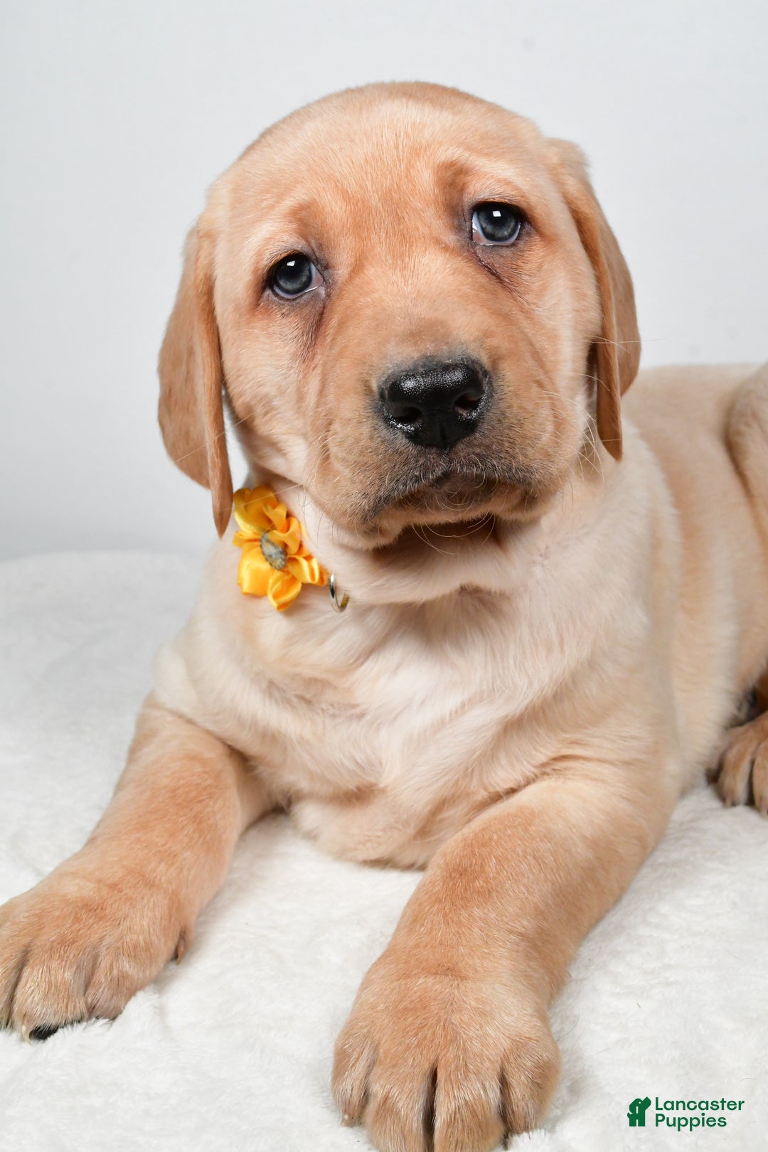 Labrador Retriever dogs for sale: Natasha - Ad 3