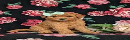 Mixed Breed dogs for sale: Mistie Hypoallergenic - Ad 3