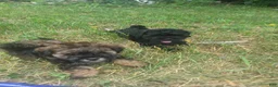 Shihpoo dogs for sale: Roxy - Ad 15