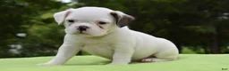 Mixed Breed dogs for sale: Milo f1b Frenchton hybrid  - Ad 5