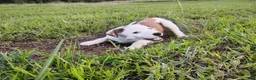 Mixed Breed dogs for sale: Shae - Ad 2