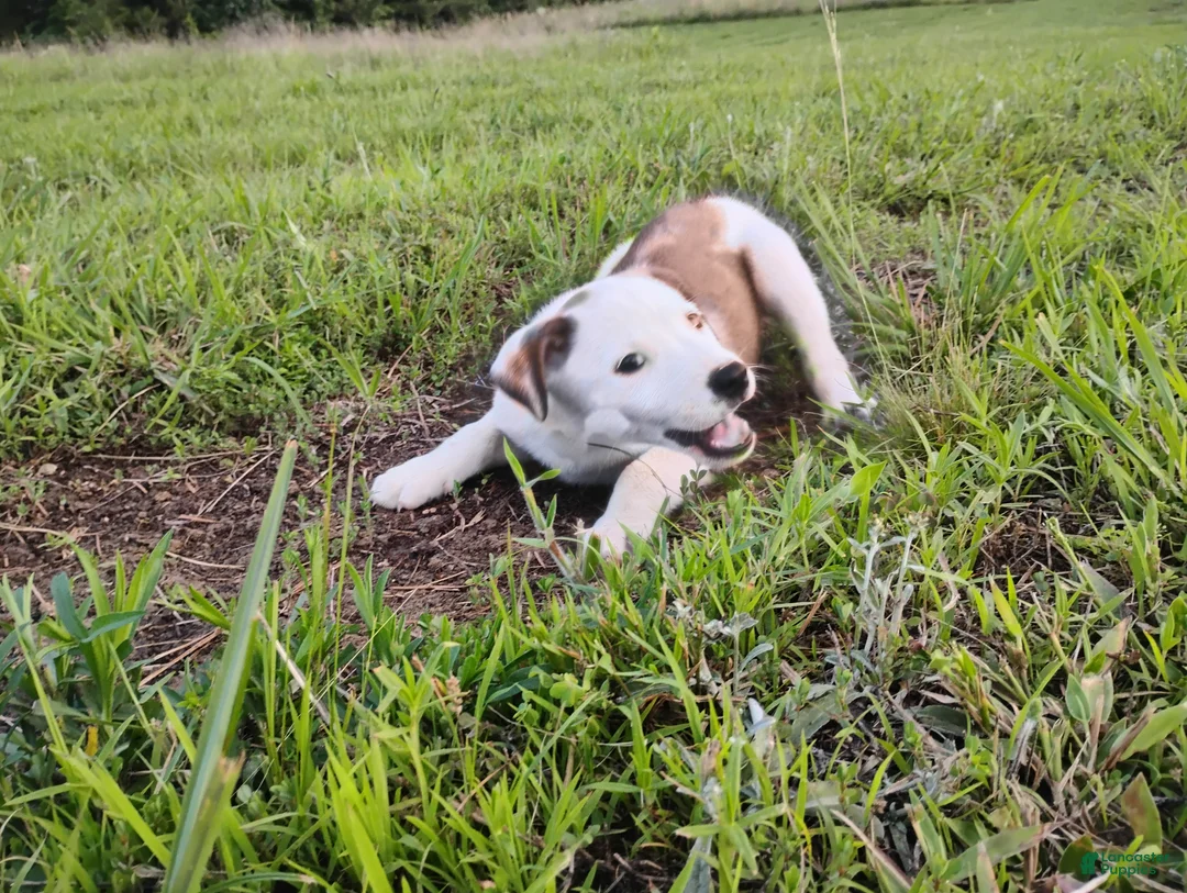 Mixed Breed dogs for sale: Shae - Ad 2