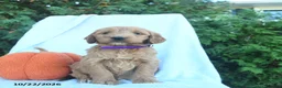 Goldendoodle dogs for sale: Honey   - Ad 2