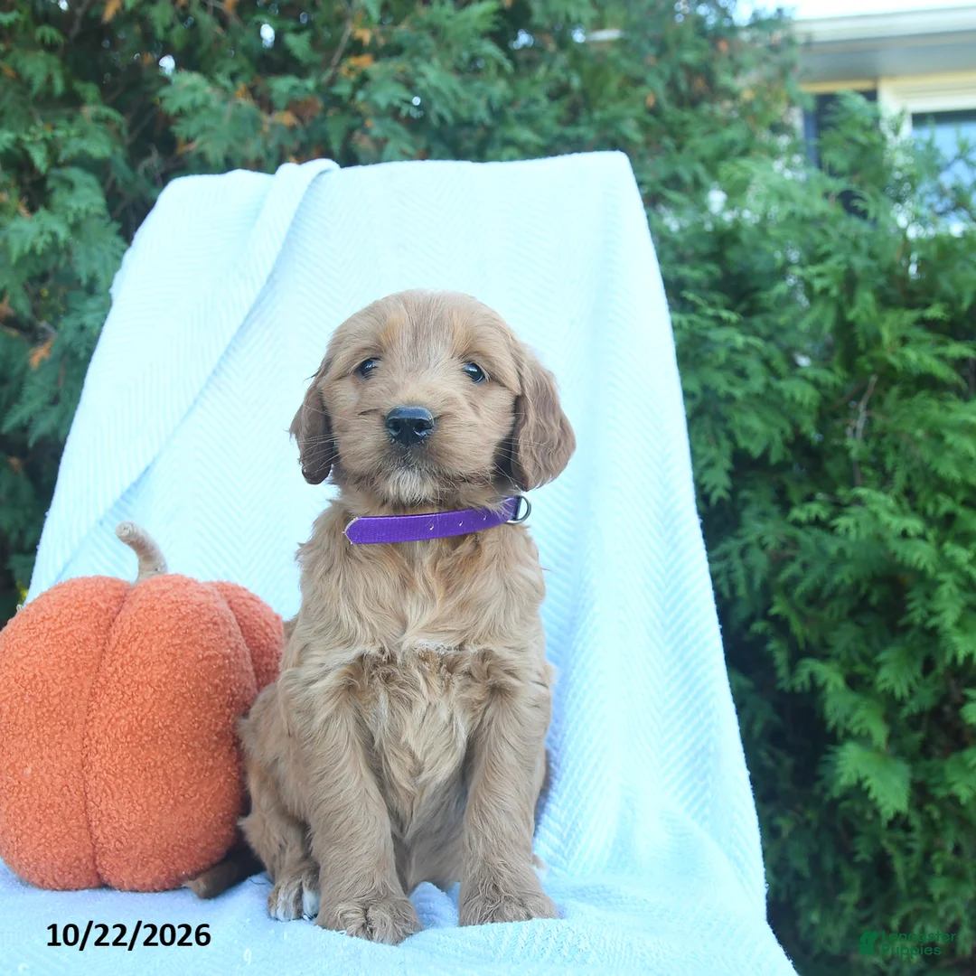 Goldendoodle dogs for sale: Honey   - Ad 2