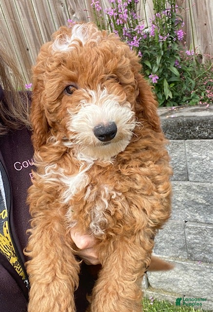 Mini Goldendoodle dogs Noah - Ad 1