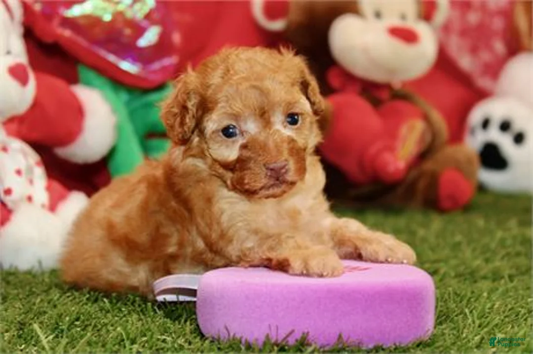 Toy Poodle dogs for sale: Toy Poodle Puppy 1 - Ad 2
