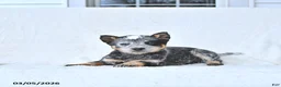 Australian Cattle Dog dogs for sale: Doris - Ad 2
