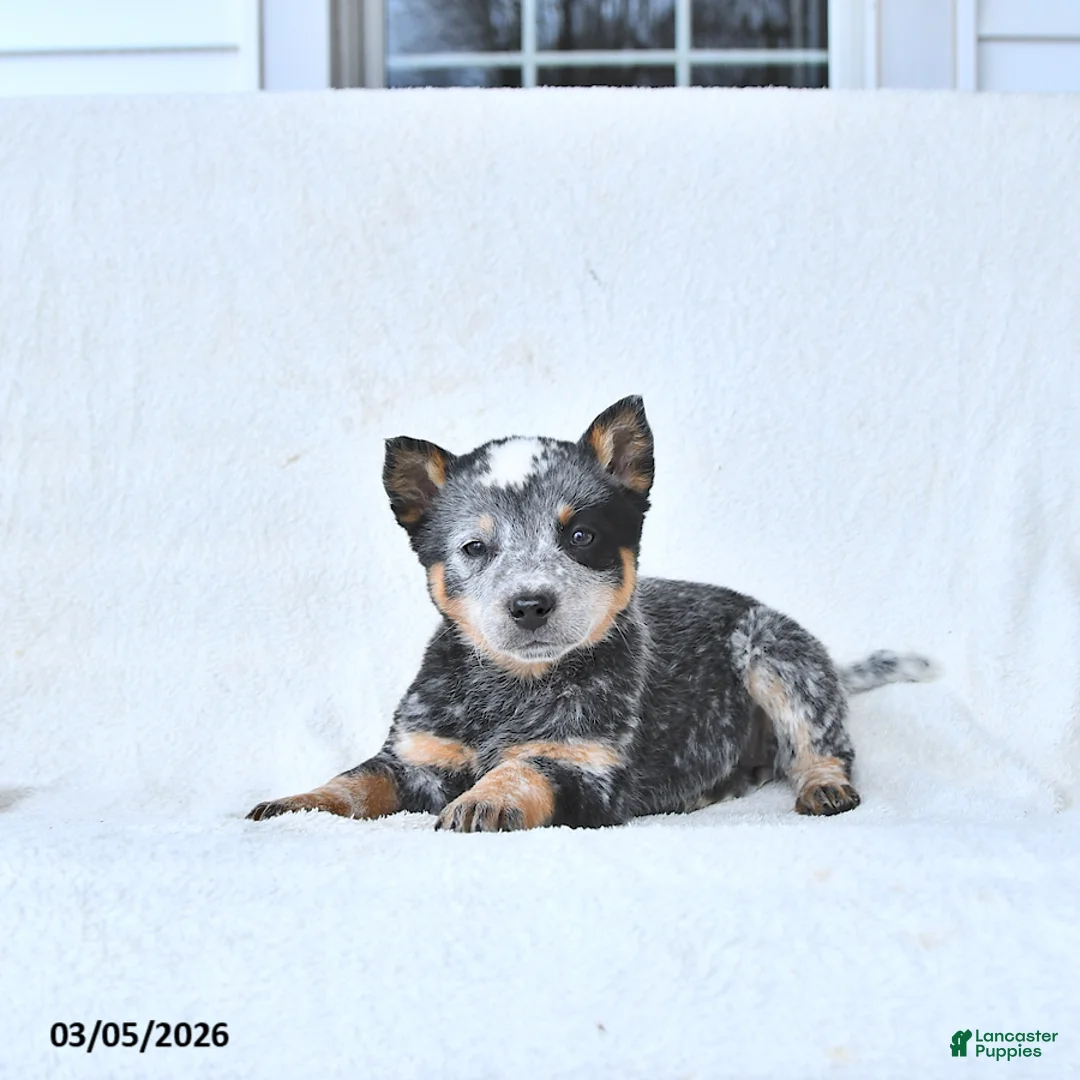 Australian Cattle Dog dogs for sale: Doris - Ad 2
