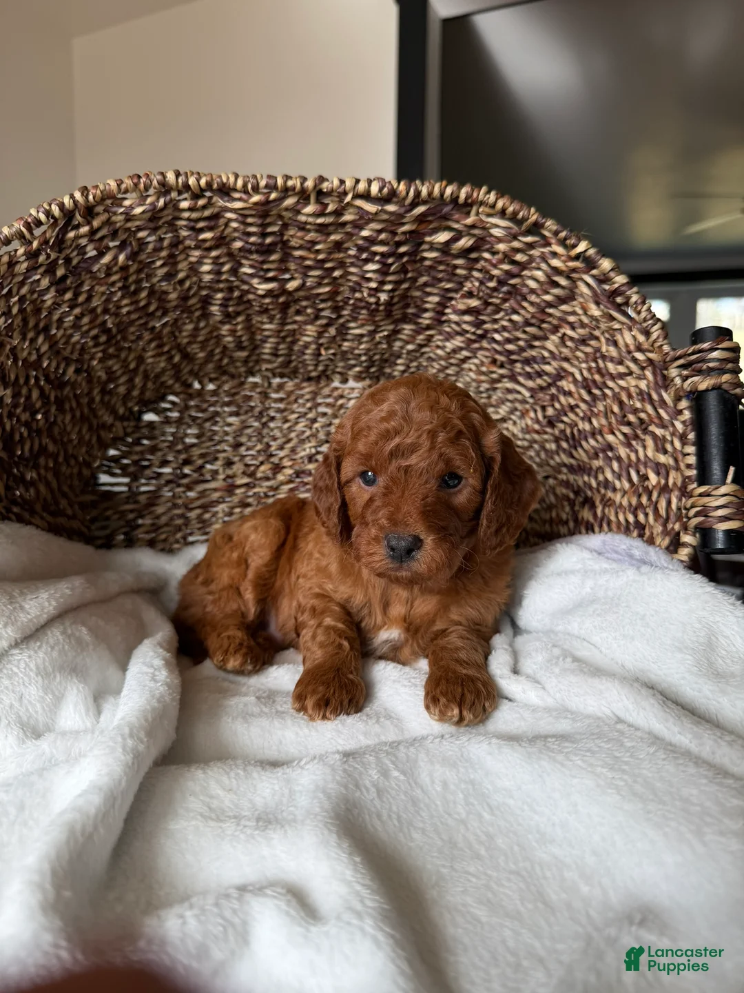Mini Goldendoodle dogs for sale: Winston - Ad 6