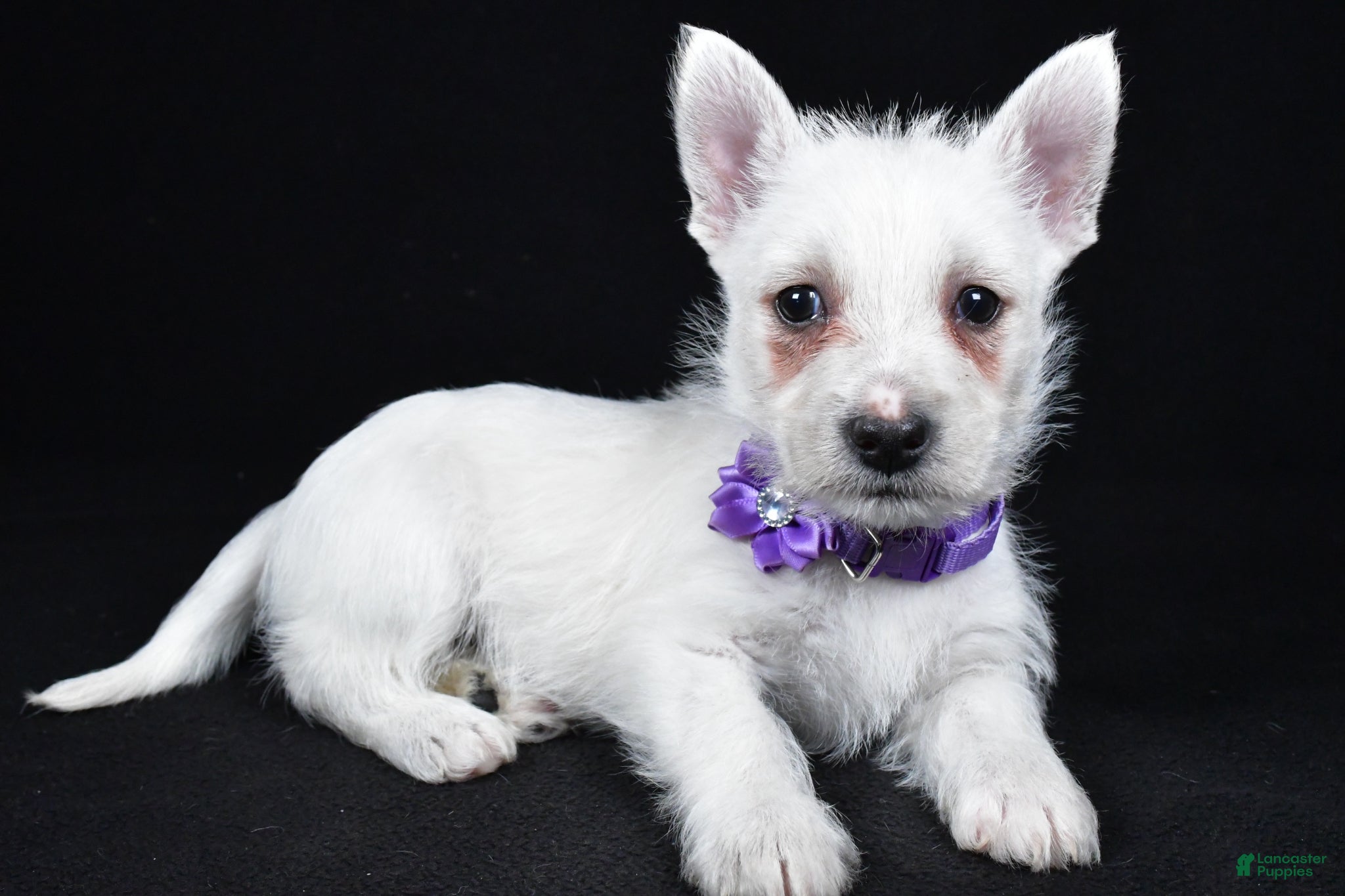 West Highland Terrier dogs Layla - Ad 1
