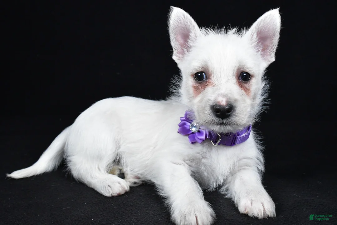 West Highland Terrier dogs for sale: Layla - Ad 1