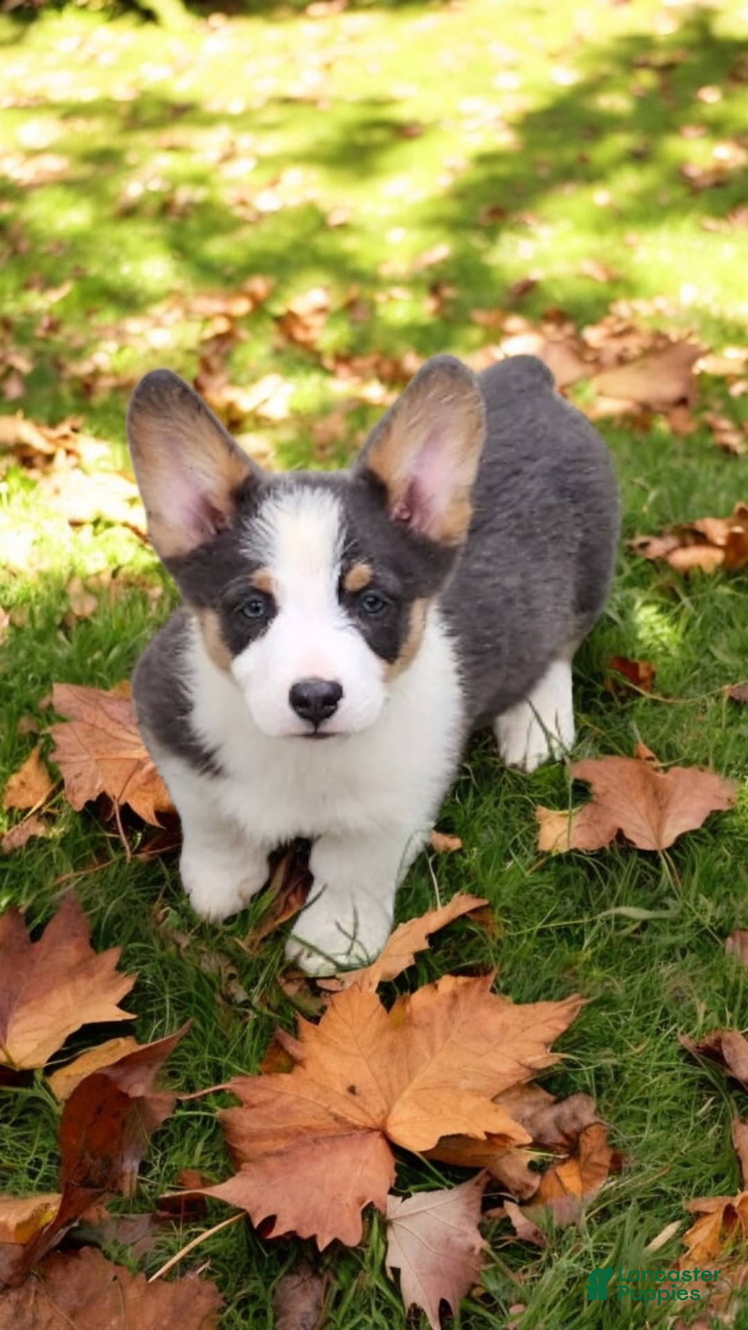 Welsh Corgi Pembroke dogs for sale: Arnie Bluie - Ad 13