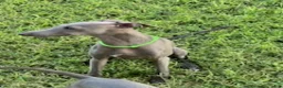 Italian Greyhound dogs for sale: Usher - Ad 8